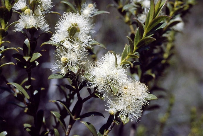 Rarest Eucalyptus - Mongarlowe Mallee