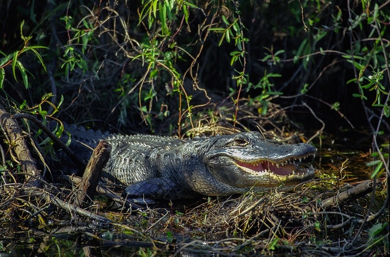 American Alligator