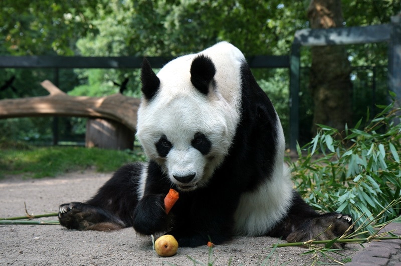 Bao Bao