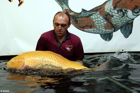 4 Oldest Koi Fish in the World - Oldest.org