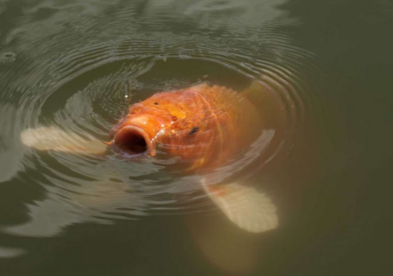 4 Oldest Koi Fish In The World - Oldest.Org
