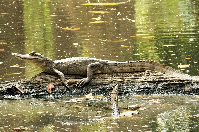 Common Caiman