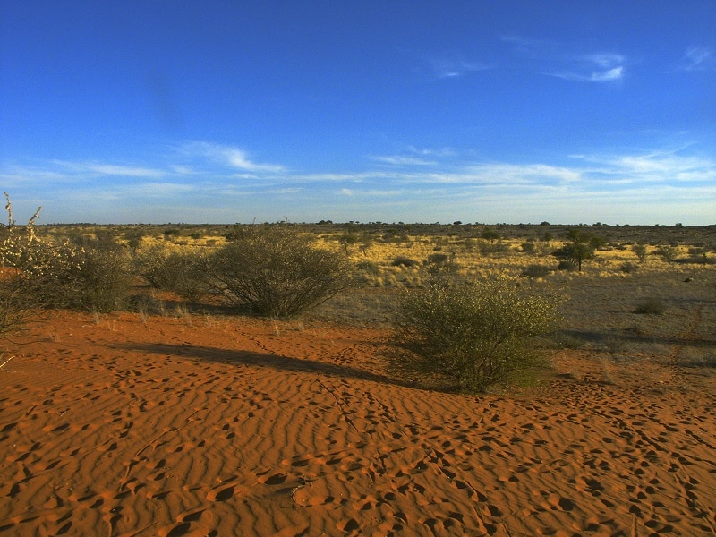 Kalahari Desert