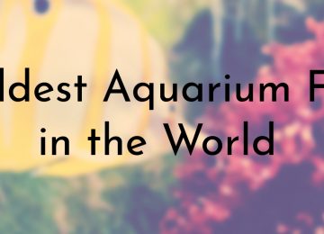 Oldest Aquarium Fish in the World