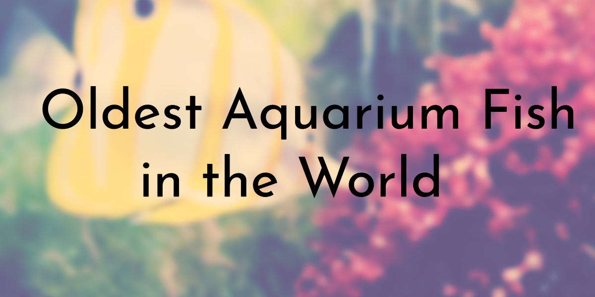 Oldest Aquarium Fish in the World