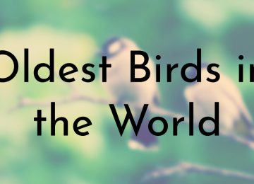 Oldest Birds in the World