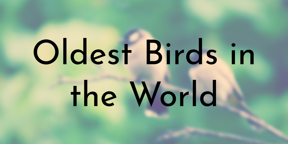 Oldest Birds in the World