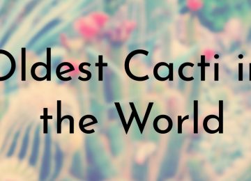 Oldest Cacti in the World