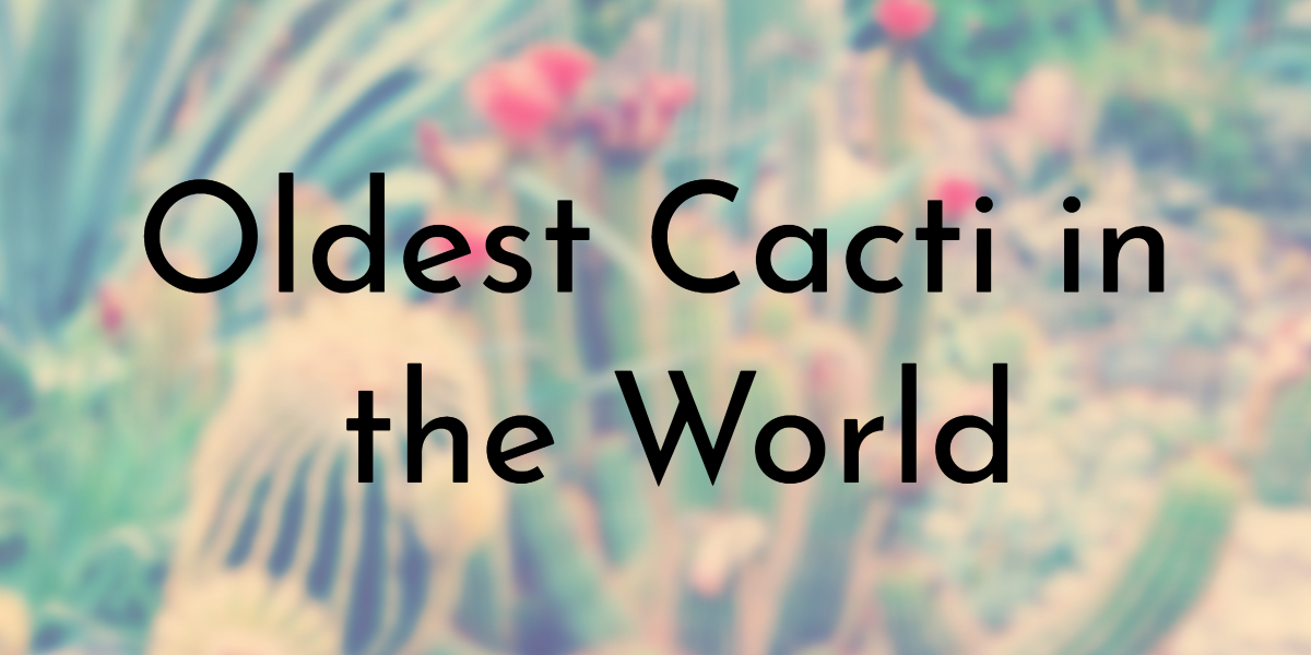 Oldest Cacti in the World