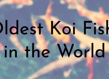 Oldest Koi Fish in the World