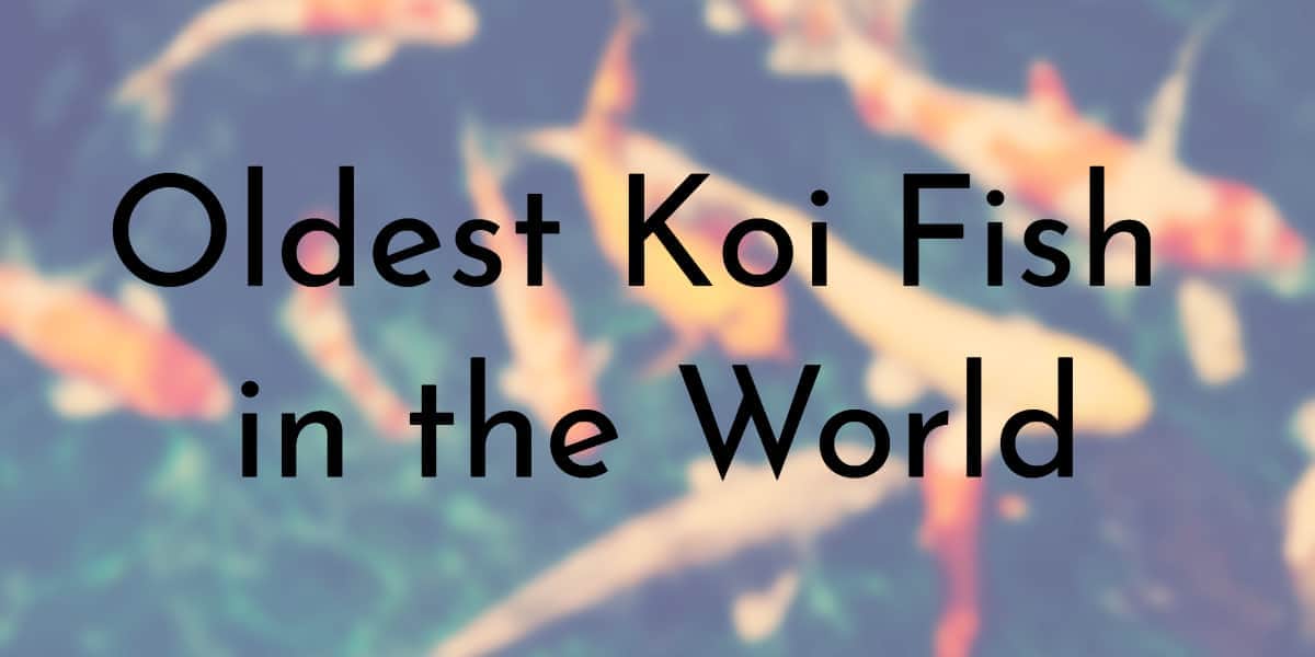 Oldest Koi Fish in the World