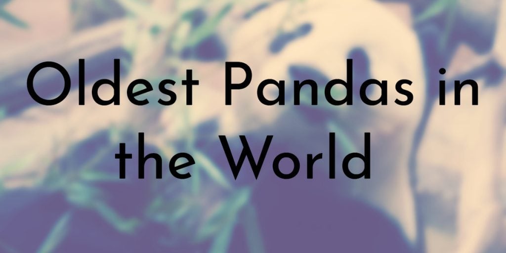 Oldest Pandas in the World