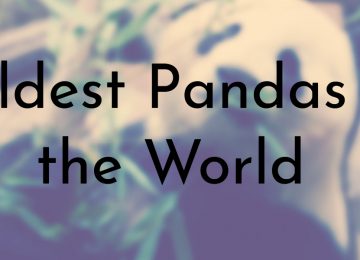 Oldest Pandas in the World