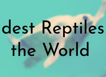 Oldest Reptiles in the World