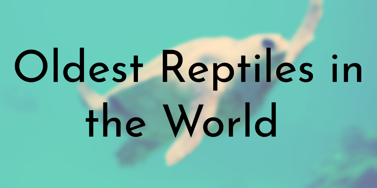 Oldest Reptiles in the World