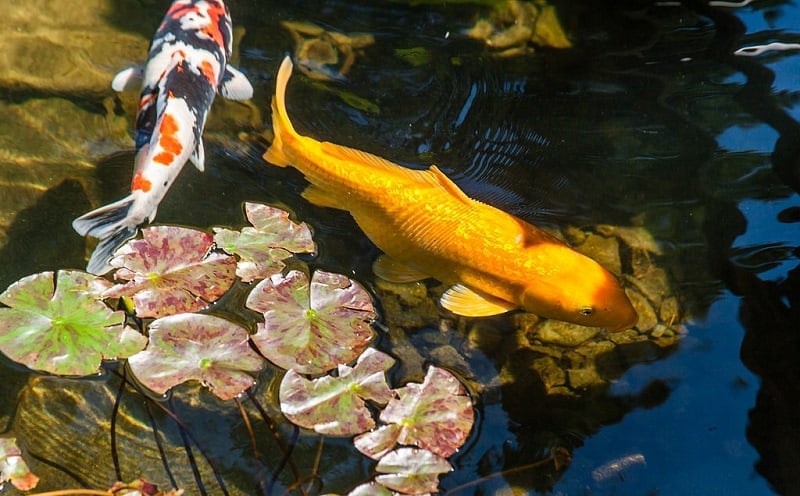 Portland Japanese Garden