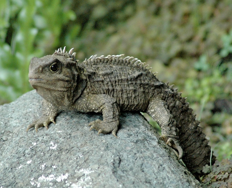 Tuatara