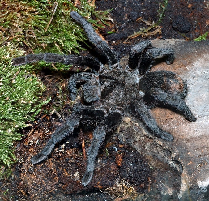 Brazilian Black Tarantula