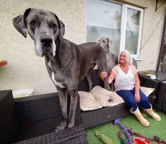 6 Oldest Great Danes in the World 