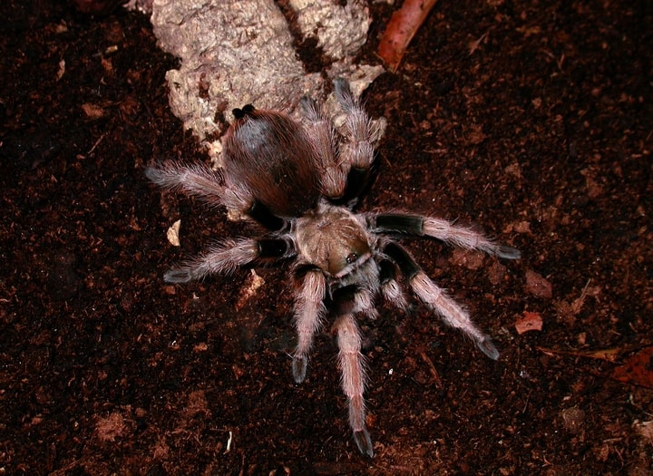 Oklahoma Brown Tarantula