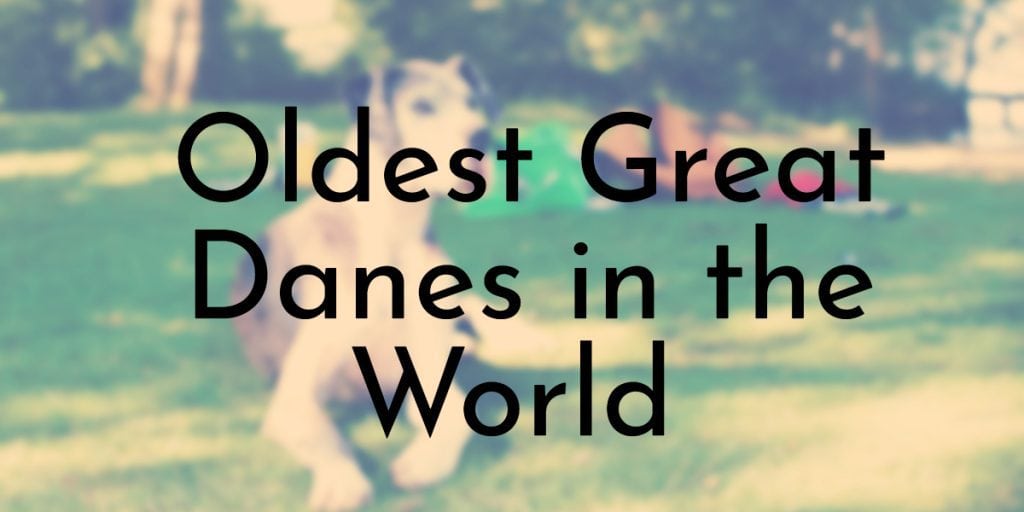 Oldest Great Danes in the World