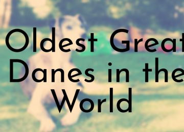 Oldest Great Danes in the World