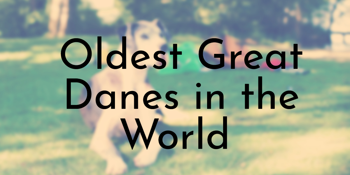 Oldest Great Danes in the World