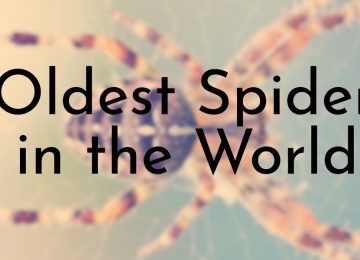 Oldest Spiders in the World