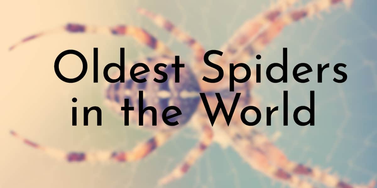 Oldest Spiders in the World
