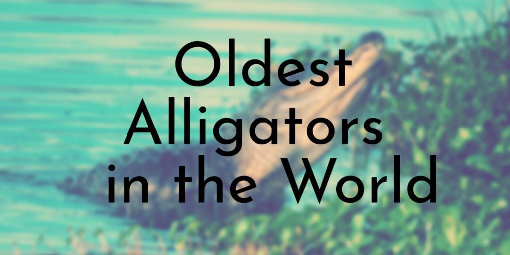 oldest alligators in the world