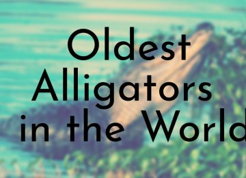 oldest alligators in the world