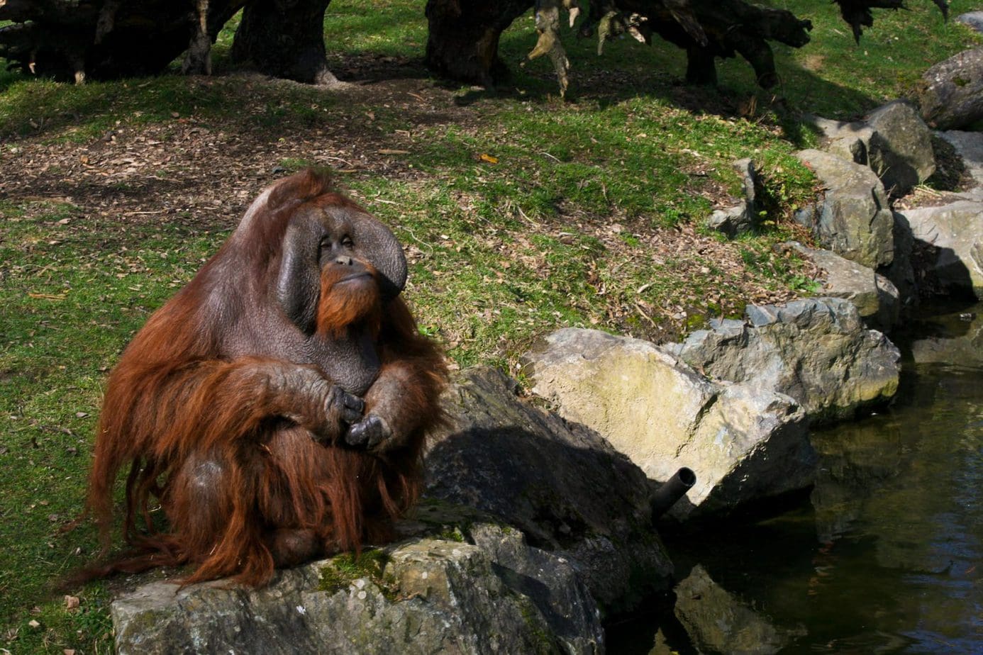 11 Oldest Zoos in the World