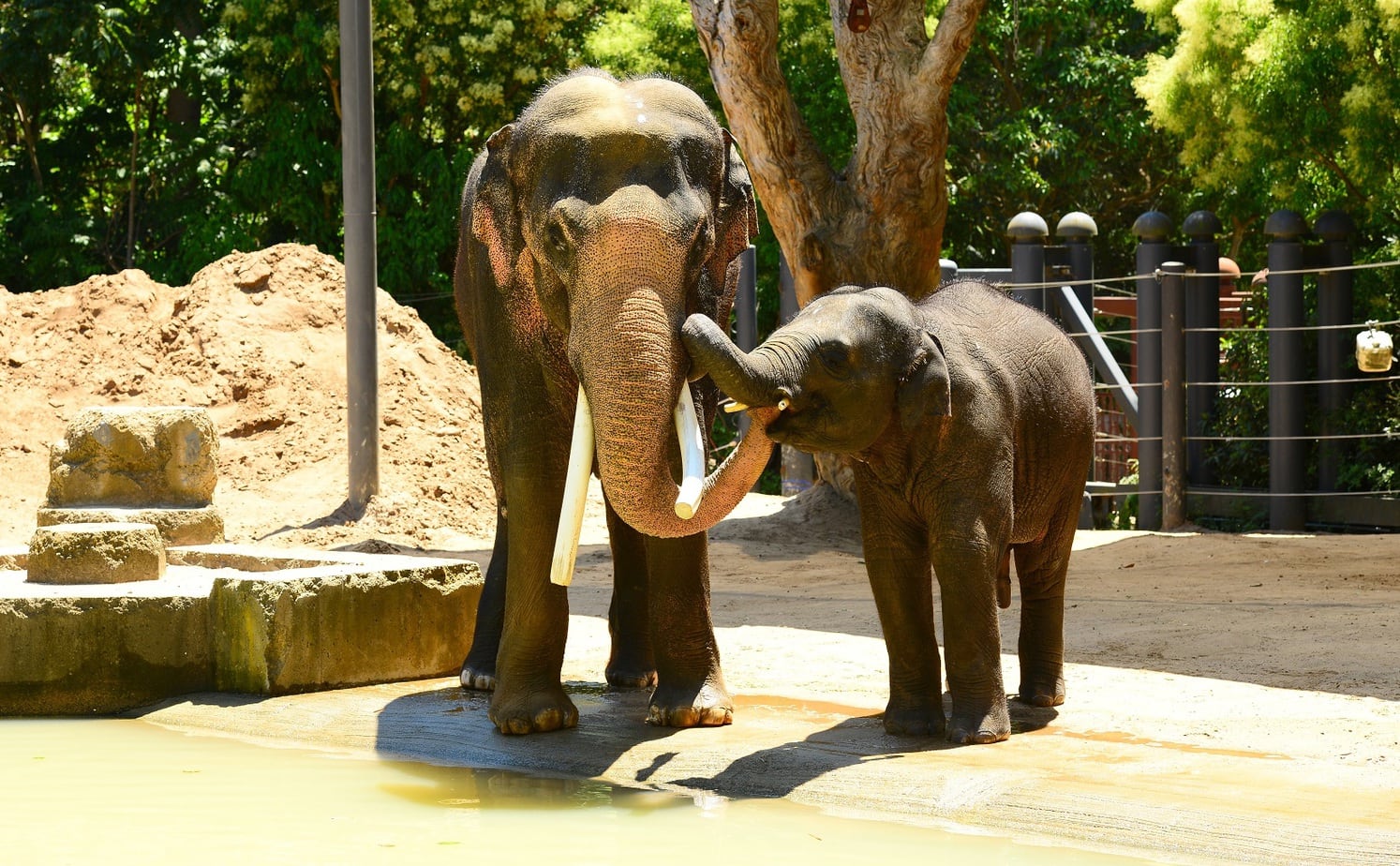 Melbourne Zoo