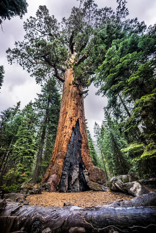 10 Oldest Trees In America 2023
