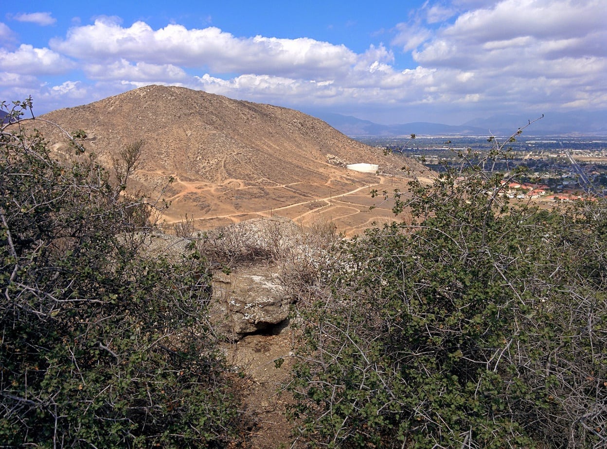 Jurupa Oak