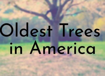 Oldest Trees in America