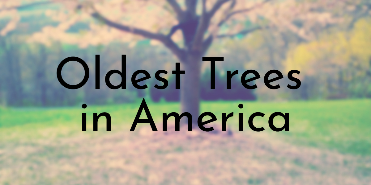 Oldest Trees in America