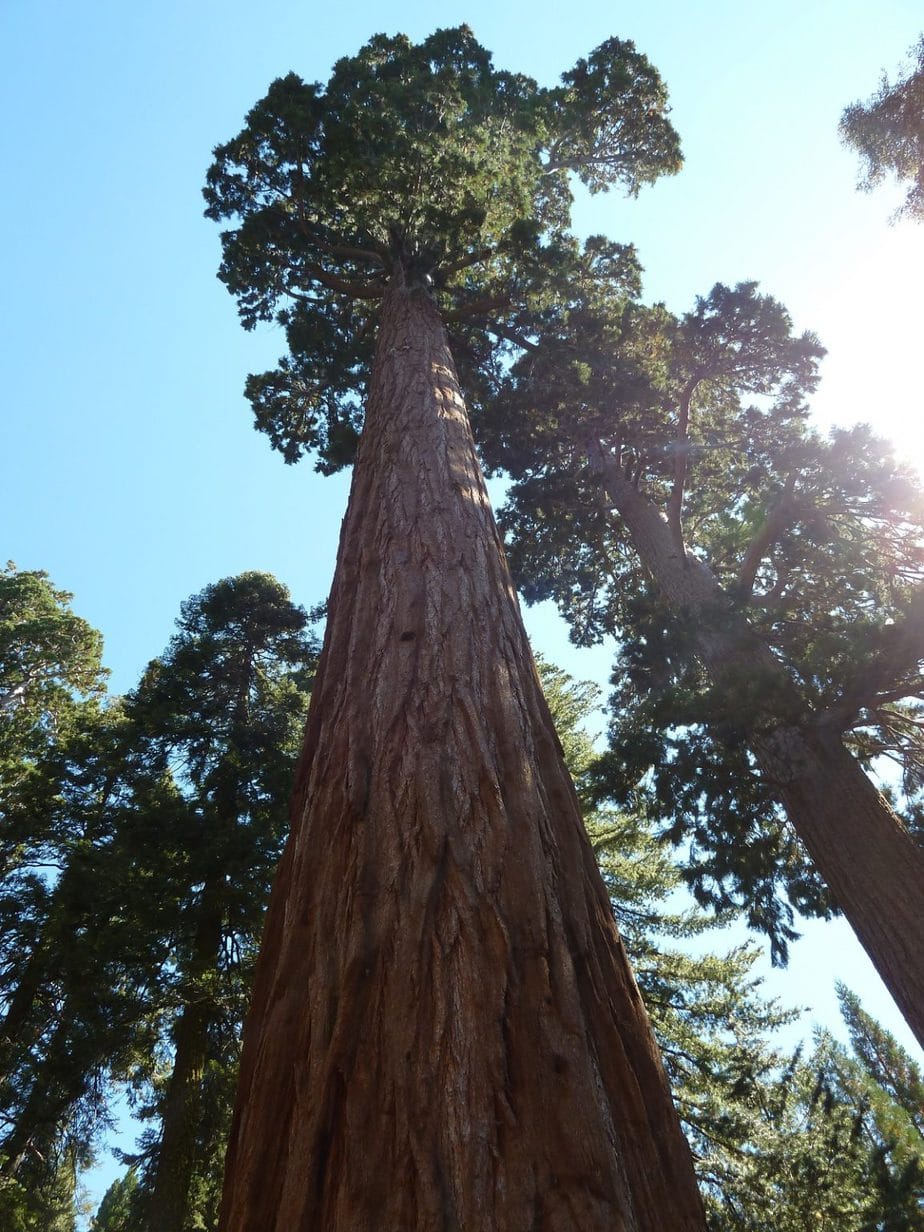10 Oldest Trees in California