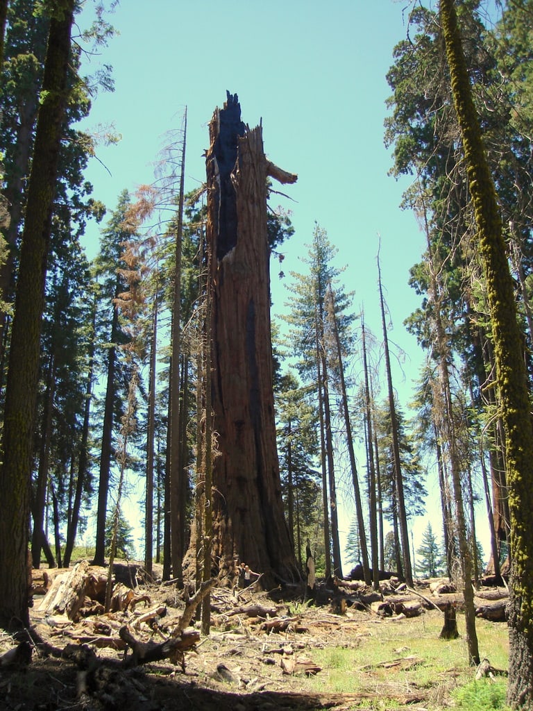 10 Oldest Trees in America