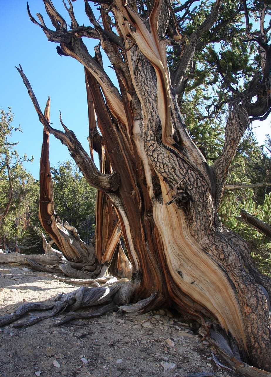 the oldest bristlecone pine tree in world