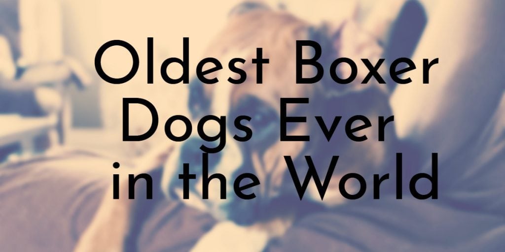 whats the oldest living boxer dog