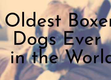 Oldest Boxer Dogs Ever in the World