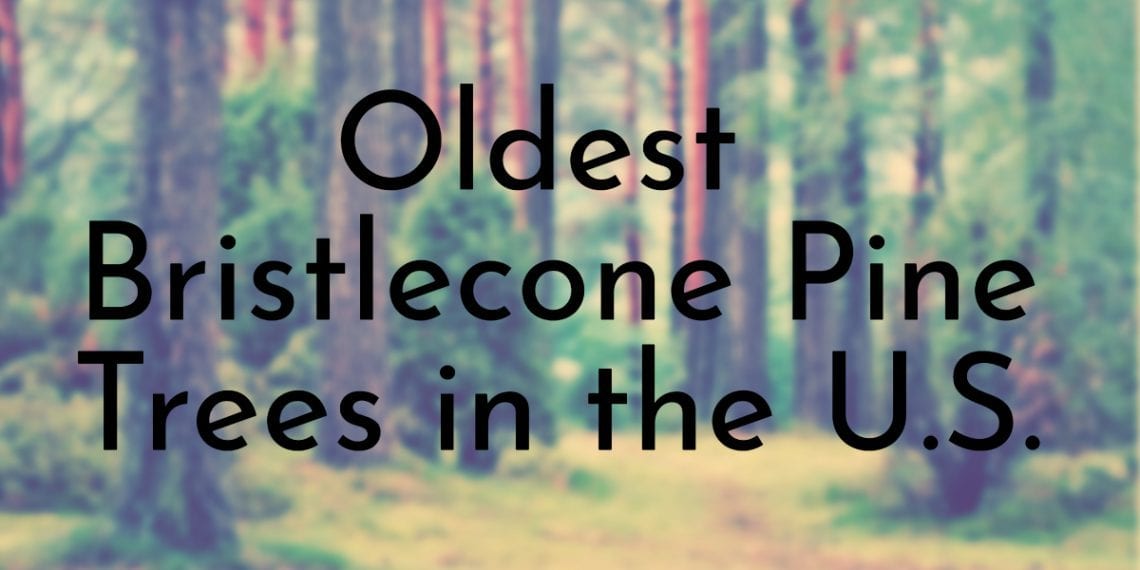4 Oldest Bristlecone Pine Trees in the U.S.