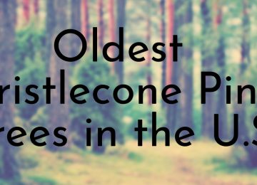 Oldest Bristlecone Pine Trees in the U.S.