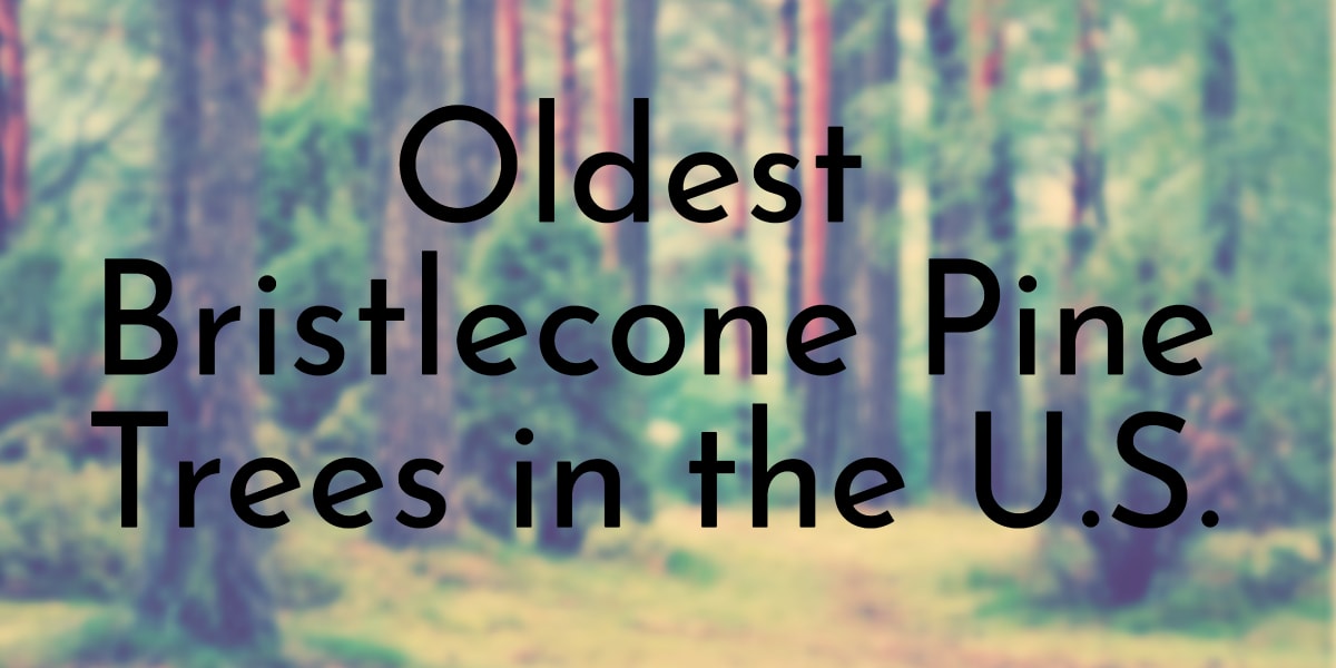 Oldest Bristlecone Pine Trees in the U.S.