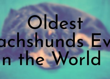 Oldest Dachshunds Ever in the World