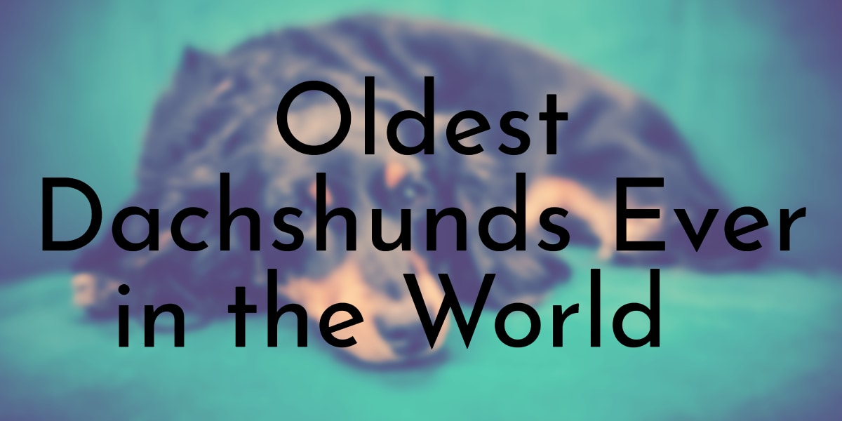 Oldest Dachshunds Ever in the World