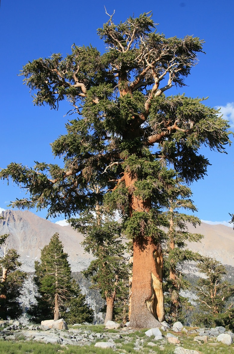 Oldest Foxtail Pine