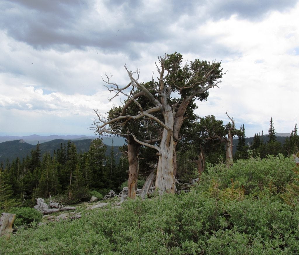 4 Oldest Bristlecone Pine Trees in the U.S.