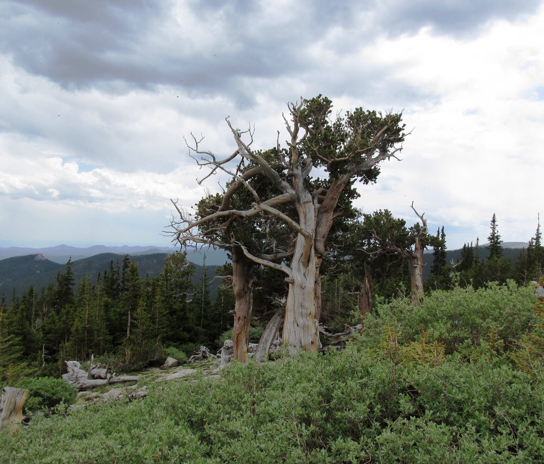 Oldest Rocky Mountain Bristlecone Pine